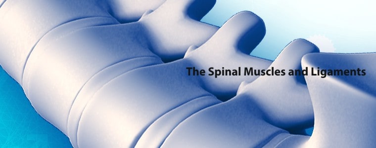 The Spinal Muscles and Ligaments chiropractor